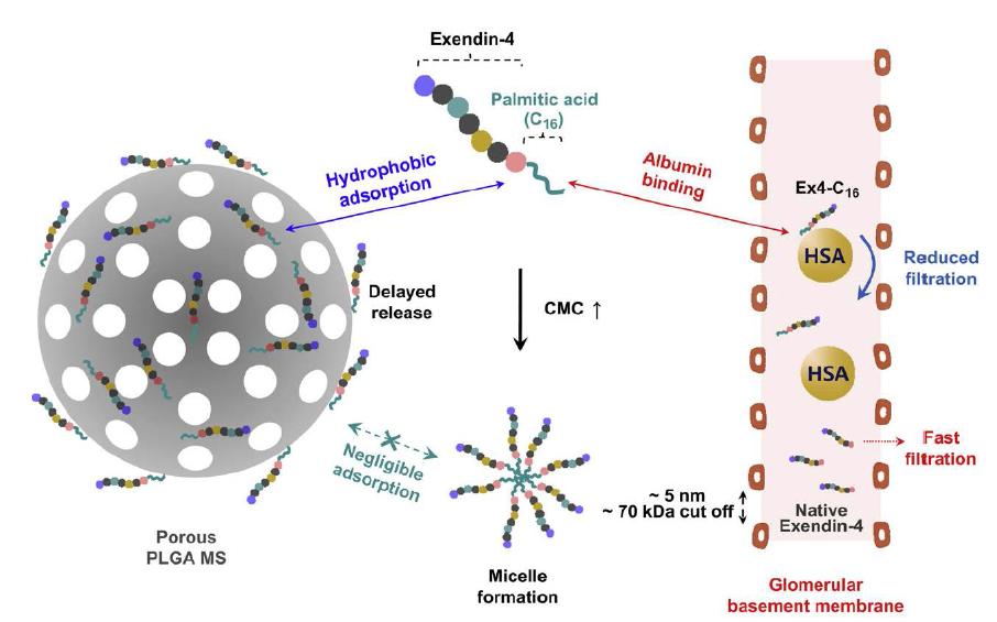 다공성 마이크로스피어의 표면에서 팔미틸기 접합 Ex4의 hydrophobic interaction 기반의 흡착과 혈장알부민 결합의 개요