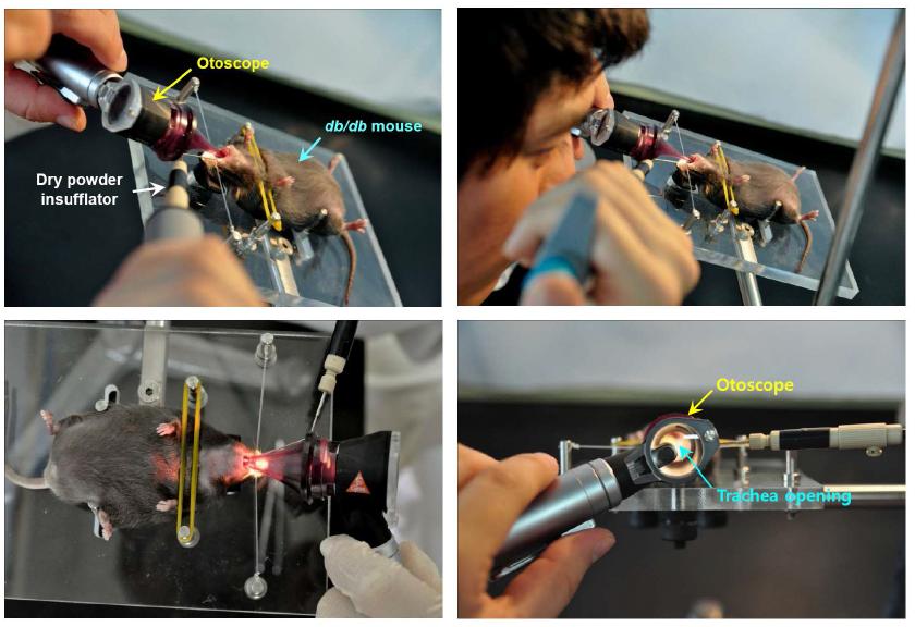 다공성 마이크로스피어의 마우스로의 흡입유도를 위한 Intubation 실험사진