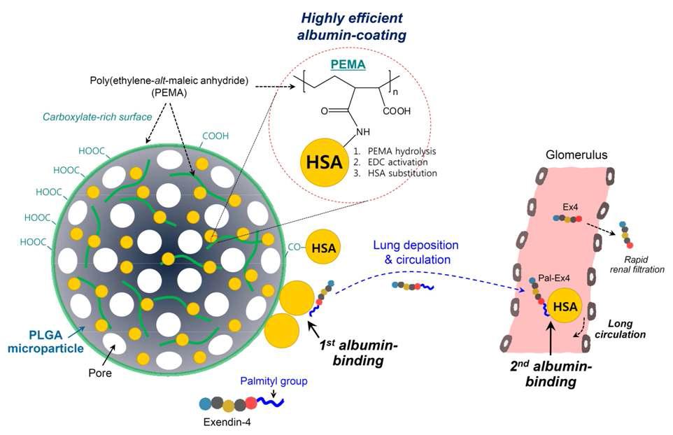 다공성 마이크로스피어의 알부민 코팅 및 Ex4-C16 결합의 개요
