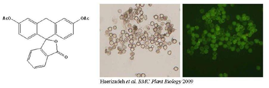 Fluorescein diacetate 염색. 살아 있는 세포는 형광색으로 염색