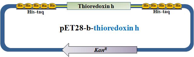 Thioredoxin h-type expression vector의 construction 모식도