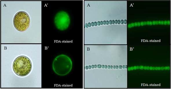 Chlorococcum sp.과 Anabena sp.의 FDA 염색. 방사선 2, 4 kGy 조사 후 26일 A-B : DIC image A