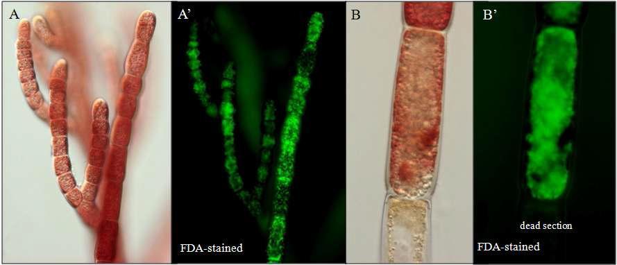 홍조류 Heterosiphonia japonica (Norway)의 FDA 염색. 방사선 1 kGy 조사 후 26일 A-B : DIC image A