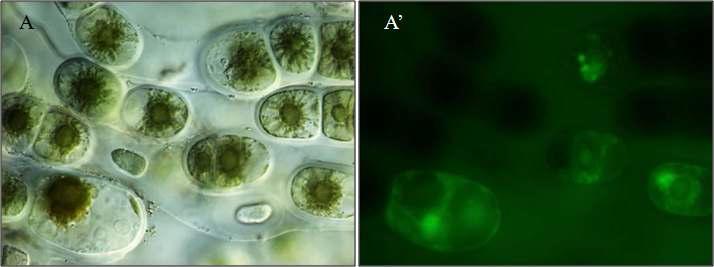 Chroodactylon ornatum 의 FDA 염색. 방사선 1 kGy 조사 후 6일 A-B : DIC image A