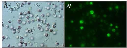 Erythrolobus coxiae 의 FDA 염색. 방사선 2 kGy 조사 후 6일 A-B : DIC image A