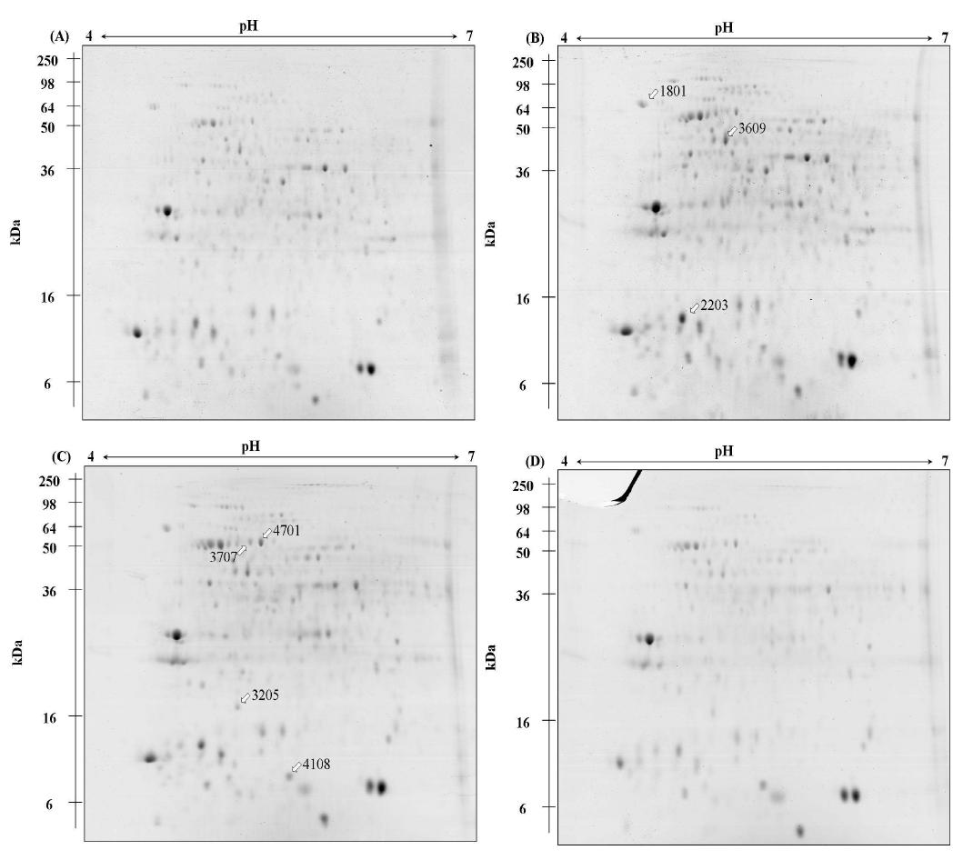 S. varians의 2DE 단백질 패턴. A. 0 kGy, B. 1 kGy, C. 5 kGy, D. 10 kGy.