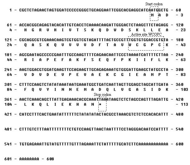 S. varians Trx h의 full length cDNA sequence