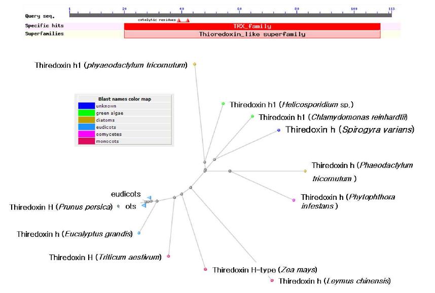 S. varians Trx h의 diduced amino acid sequence에 대한 blast search 결과