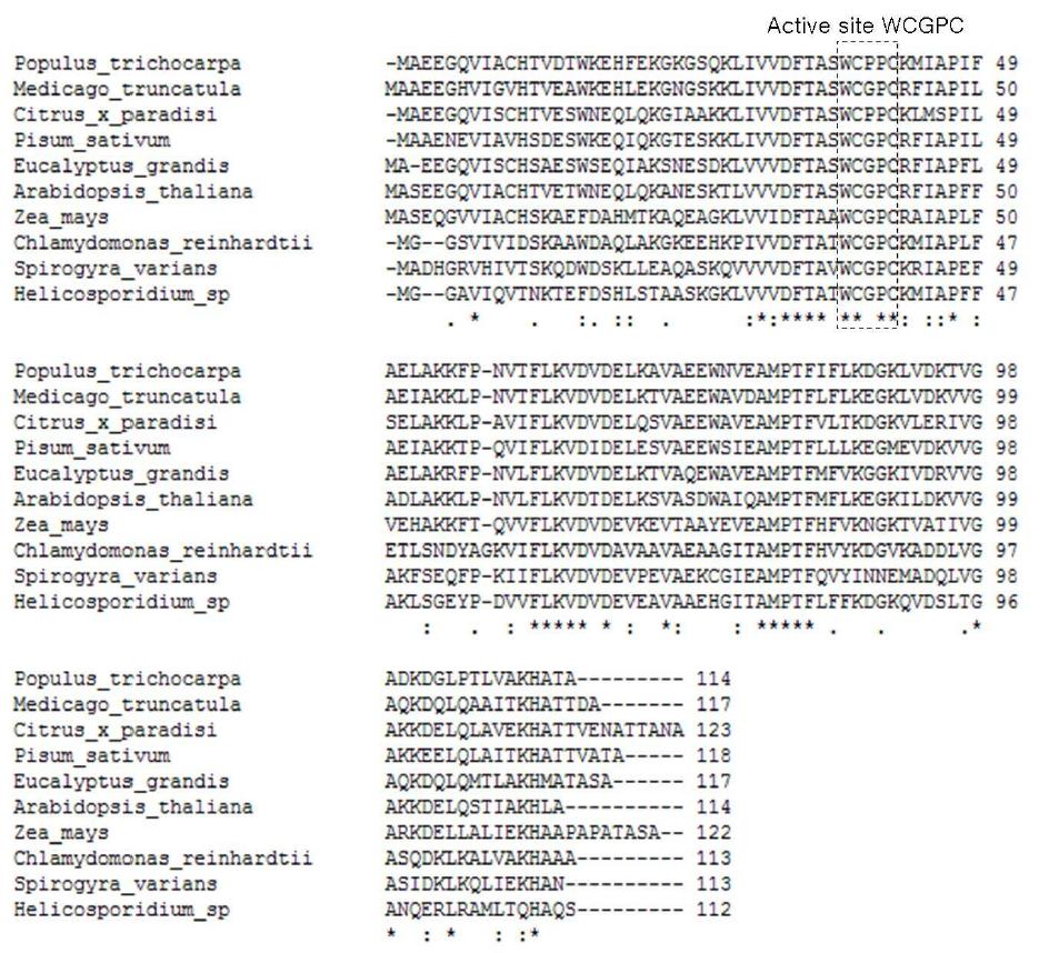 다른 종과 S. varians Trx h amino acid sequence 비교