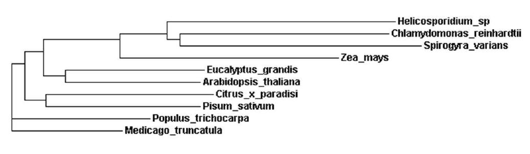 S. varians Trx h amino acid sequence의 phylogram tree