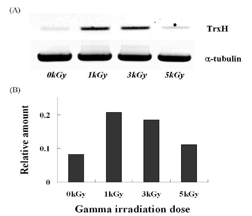 감마선 조사 후 S. varians Trx h mRNA의 transcription level A. S. varians Trx h specific primer를 이용한 RT-PCR 결과. B. S. varians Trx h mRNA의 relative amount.