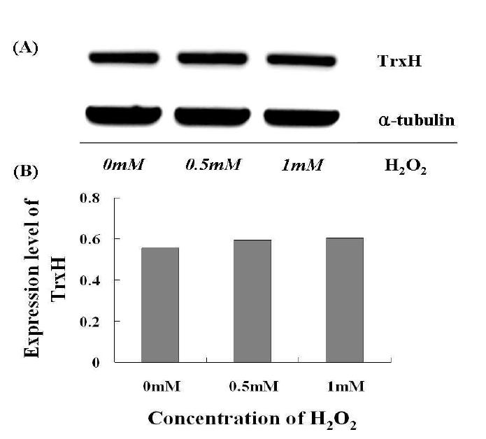 24시간 동안 H2O2 처리 후 S. varians Trx h mRNA의 transcription level