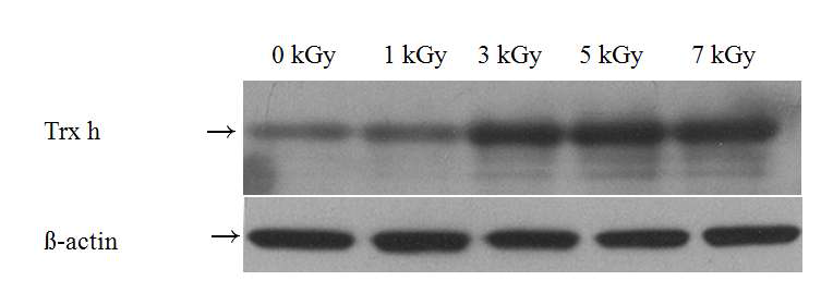방사선에 의한 Trx h의 발현 변화