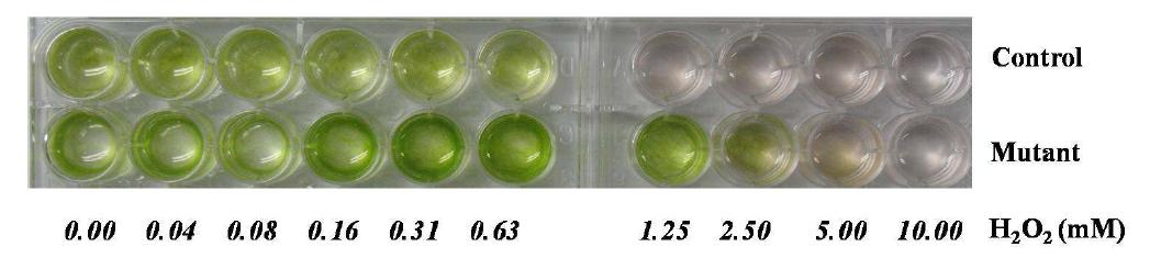해캄 돌연변이 균주의 높은 H2O2저항성