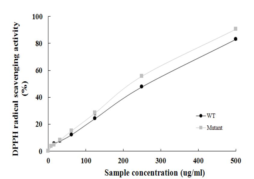 해캄 wild-type과 돌연변이 균주의 항산화 능력 비교