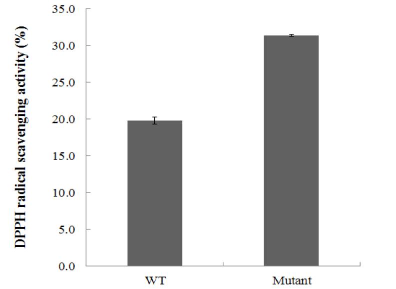 김 wild-type과 돌연변이 균주의 항산화 능력 비교