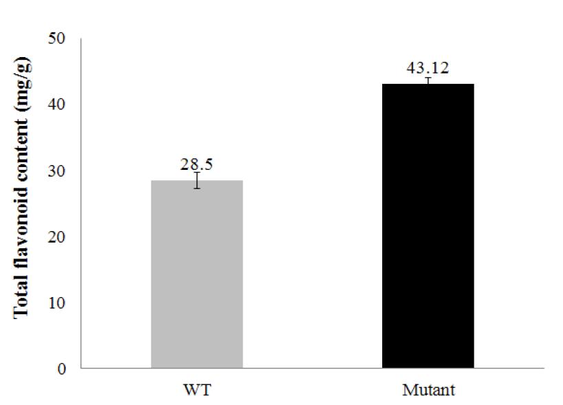 Wild-type과 돌연변이의 total flavonoid content 비교