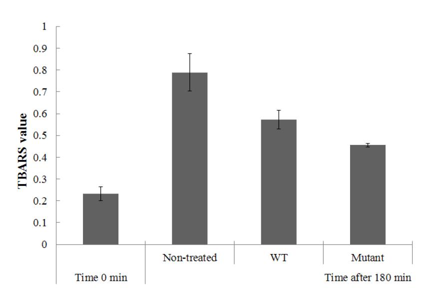 김 wild-type과 돌연변이의 TBARS value