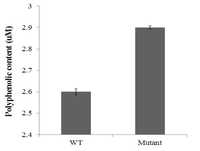 김 wild-type과 돌연변이의 total phenolic content 비교