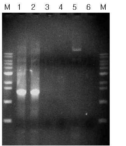 Amplification of the cel6H gene dependent on the concentration of dCTP, dGTP and dTTP by error-prone PCR (M, 1kb size marker; Lane 1 and 2, 0.25 mM; 3 and 4, 0.5 mM; 5 and 6, 0.75 mM of dCTP, dGTP and dTTP each), The three nucleotides were added to the standard PCR condition