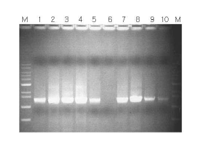 Amplification of the cel6H gene dependent on the concentration of MnCl2 by error-prone PCR