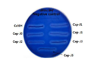 Cellulase activity on an LBC plate. Cel6H and E. coli DH5α were used as a positive and a negative control for cellulase, respectively.