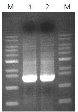 Standard PCR of cel6H