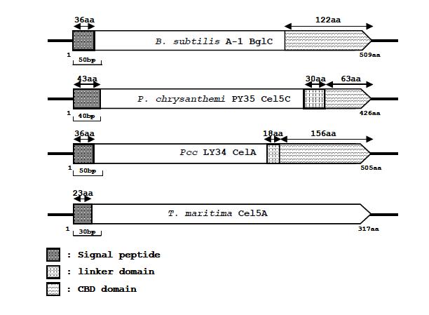 Comparison to physical map of the genes belonged the glycosyl hydrolase family 5.