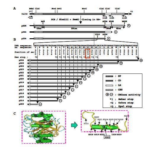 (A) Physical map of the cel5Z gene and the truncated cel5Z genes of P. chrysanthemi. (B) A part of nucleotide and deduced amino acid sequence of second construction of truncated cellulase genes (cel5Zp309 to cel5Zp329). Last three nucleotides indicated by arrow ( ) were site-directed mutated to the corresponding new stop codon. (C) 3D structure of Cel5 Erwinia chrysanthemi(36) and magnification of α8 region ranging from E318 to S329 of Cel5Z. Position of boxed V323 is the final amino acid residue for the active cellulase. SP, signal peptide; CD, catalytic domain; LR, linker region; CBD, cellulose binding domain.