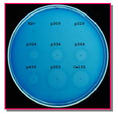 Detection of cellulase activity and comparison of intact Cel5Z of P. chrysanthemi with several truncated Cel5Zs by the agar diffusion method. The cells were incubated for 24 h at 37oC. The E. coli harboring pBluescript II KS+ as a negative control