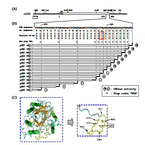 (A) Physical map of the cel5C gene of T. maritima. (B) A part of nucleotide and deduced amino acid sequence of second construction of truncated cellulase genes (celAp292 to celAp317). Last three nucleotides indicated by arrow ( ) were site-directed mutated to the corresponding new stop codon. (C) 3D structure of α6 barrel of thermostable family 5 endocellulase E1 from Acidothermus cellulolyticus(37) and magnification of linker region ranging from F292 to E317 of Cel5C. Position of boxed L310 is the final amino acid residue for the active cellulase. SP, signal peptide