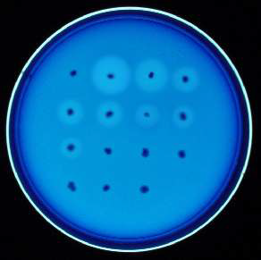 Detection of cellulase activity and comparison of intact Cel5C of T. maritima with several truncated Cel5Cs by the agar diffusion method. The cells were incubated for 24 h at 37oC. The E. coli harboring pBluescript II SK+ as a negative control