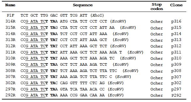 List of primers used in study of cel5C gene of T. maritima