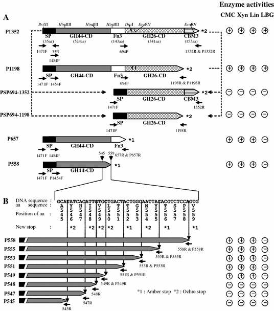 Physical map of cel44C-man26A gene and the truncated cel44C-man26A genes of Paenibacillus polymyxa GS01 (a) and a part of nucleotide and deduced amino acid sequence of second construction of truncated cel44C-man26A genes (cel44C-man26Ap558 to cel44C-man26Ap545) (b). The cleavage sites of restriction enzymes BstXI, HindIII, DraI, and EcoRV are shown. P1352 was constructed by cloning 5.1 kb fragment of cosmid clone into pBluescript II SK (+) vector. Last three nucleotides indicated by arrow (↓) were site-directed mutated to the corresponding new stop codon