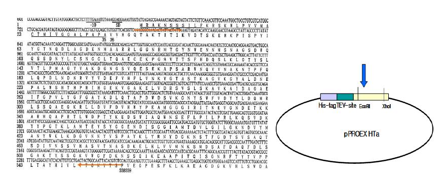 DNA sequence of cel44C and cloning vector.