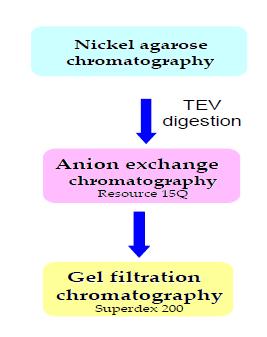 Step of protein isolation and purification of Cel44