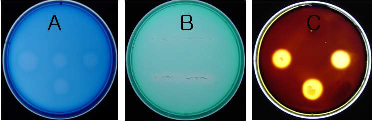 Extracellular hydrolytic enzyme activity assay by agar diffusion method