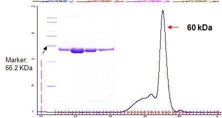 Purification of Cel44C by gel chromatography