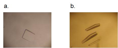 Crystallization of Cel44C