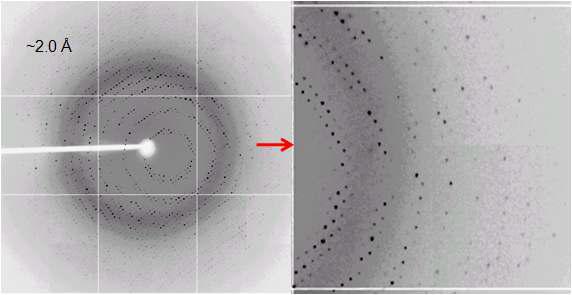 Diffraction image of native Cel44C crystal