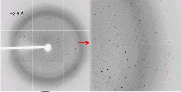 Diffraction image of Se-Met Cel44C crystal