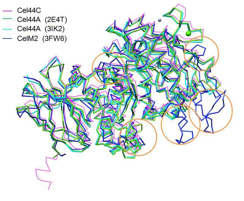 The comparison of 3D structure between Cel44C and relative Cel44A protein