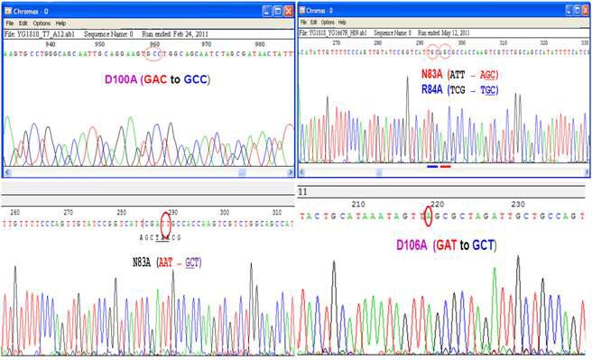 Examples of site-directed mutants by DNA sequencing.