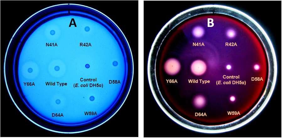 Cellulase and enzyme activity was highly reduced by D58A, and W59A mutants, enzyme activity was slightly reduced by N41A, R42A, and D64A mutants, but Y66A mutant did not have any effect on enzyme activity