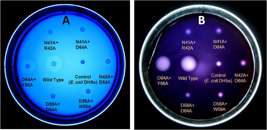 Cellulase and lichenase activities of double mutants of Cel44C.