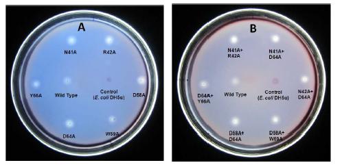 Xylanase activities of single and double mutants of Cel44C.