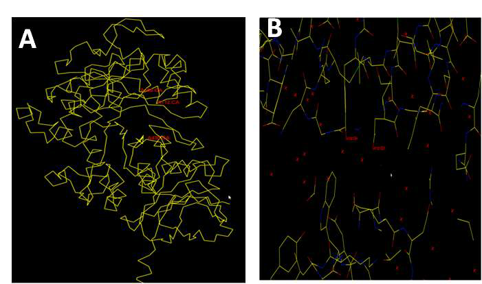 Another possible site for substrate binding region of Cel44C.