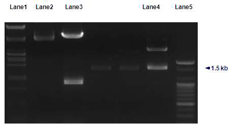 Restriction digestion of pGEM-T/cel44. Lane 1, molecular marker (λ/p ladder); lane 4, pGEM/cel44; lane 5, molecular marker (100 bp ladder).