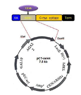 Vector constriction for yeast surface display of Cel44 enzyme