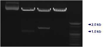 Restriction enzyme digestion of pCT/cel44. Restriction digestion of pCT/cel44 vector conducted with NheI and BamHI enzyme